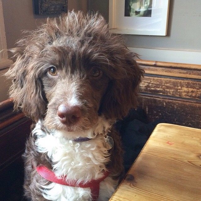 Colin @ Red Lion - Dugs n Pubs Dog Friendly Guide