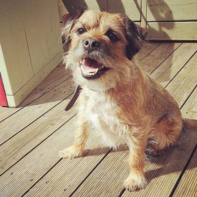 Here's Ollie dug enjoying the Sunshine at the Blackbird in Edinburgh ...